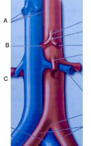 Abdominal Vasculature Flashcards Quizlet