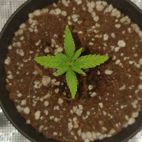 Nirvana Hawaii Maui Waui Grow Journal Week4 By Dr Gonzo GrowDiaries