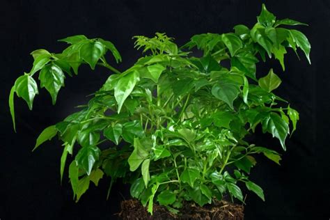 Купить рассаду Радермахера, d12 см. Рассада цветов с доставкой.