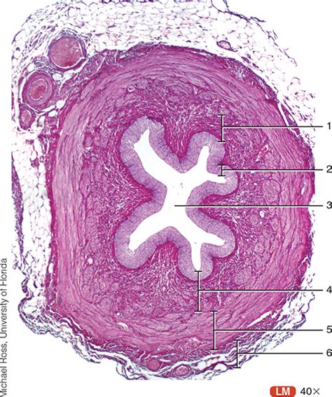 Ureter Histology Diagram Quizlet