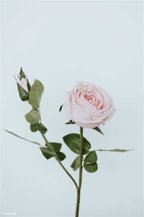 Light pink rose flower on white background | premium image by rawpixel ...