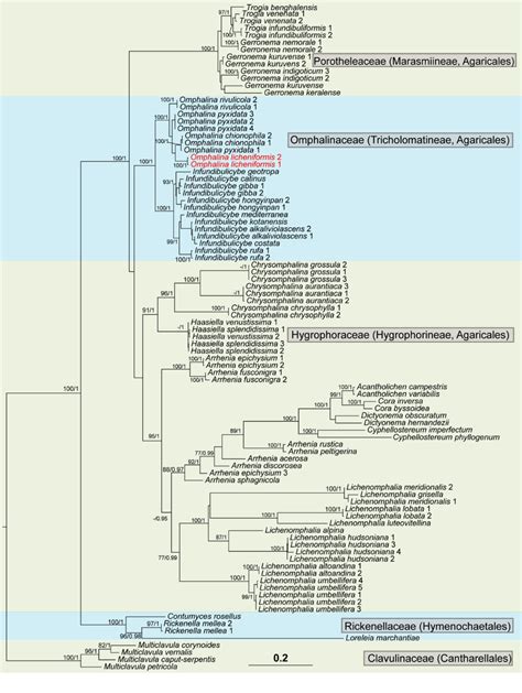 The RAxML Tree Of Omphalinoid Species Based On The Concatenated ITS