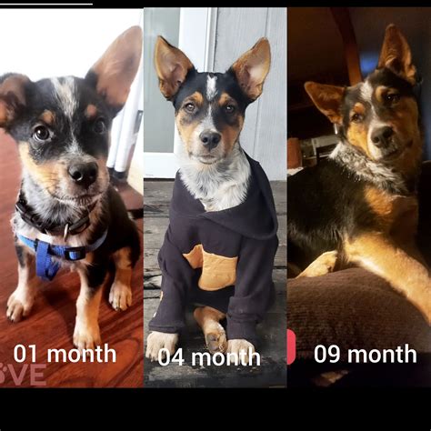 This is my dog, Rousey. He's half Rottweiler and half Blue Heeler. I