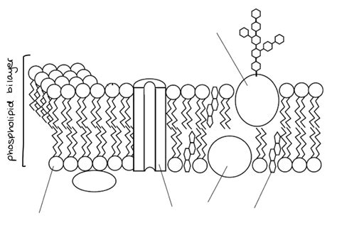 Phospholipid Bilayer Diagram | Quizlet