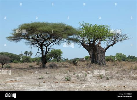 Acacia and Baobab trees Acacia Adansonia Botswana Stock Photo - Alamy