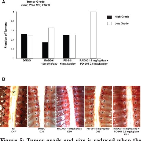 Figure 2 From Co Targeting The Mapk And Pi3kaktmtor Pathways In Two