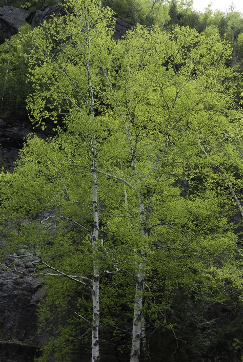 Betula Papyrifera Paper Birch Atlas Image Categories Northern Forest Atlas