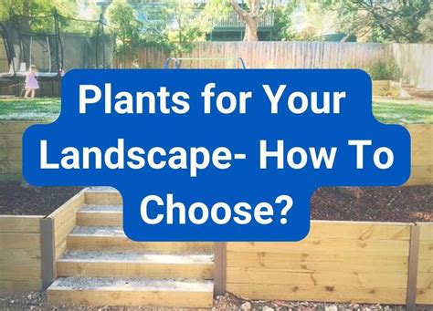 Plants For Your Landscape How To Choose Hammer Excavation