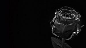 Black Rose Wallpaper Desktop - iXpap