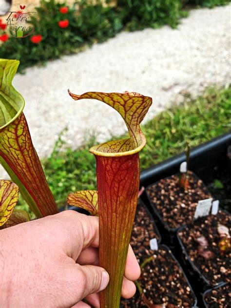 Sarracenia X Moorei Luben S Red X S Flava Var Ornata Hybride