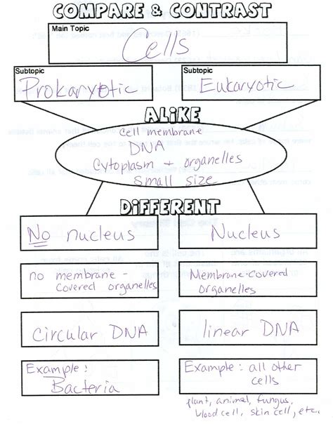 Amoeba Sisters Introduction To Cells Worksheet Amoeba Sister