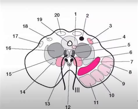 Topografía Interna Mesencéfalo Diagram Quizlet