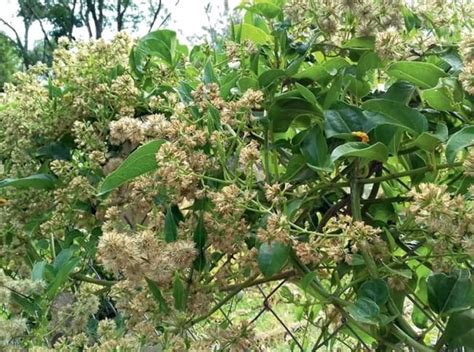 Plantas Medicinais Esp Cies E Tudo Sobre Guia