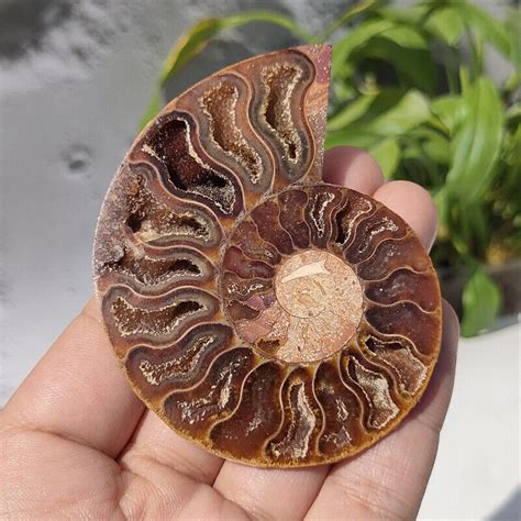 TOP 50g Natural Ammonite Fossil Conch Specimen Quartz Crystal Reiki