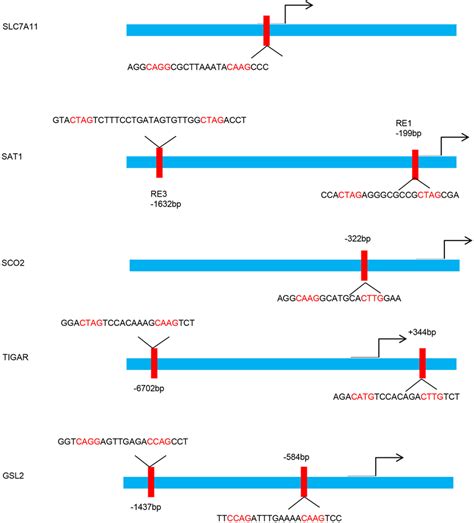 P53 Binding Sites Within The Upstream Regulatory Region Of The Target