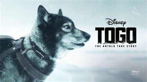 Watch Togo - Disney+ Hotstar