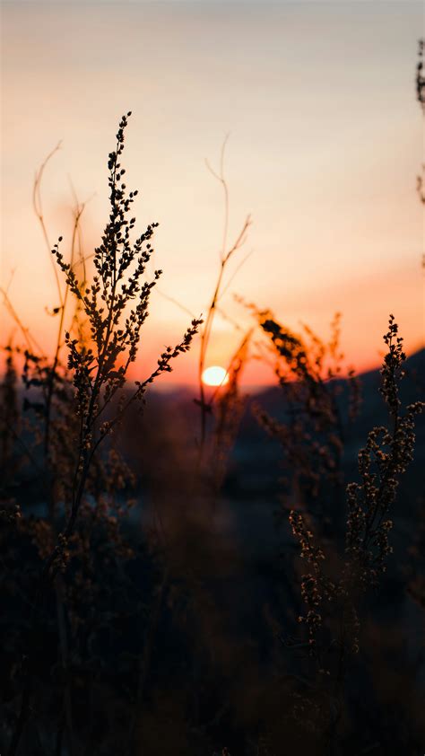 Silhouette Photo of Grass · Free Stock Photo