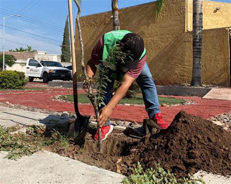 Extienden Programa De Reforestaci N En Torre N El Siglo De Torre N