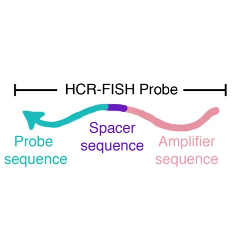 16S rRNA probe design for HCR-FISH