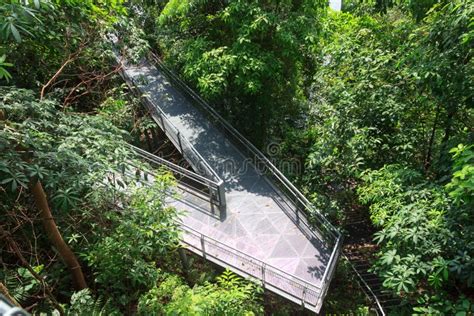 Forest Walk Of Telok Blangah Hill Park Rainforest Stock Photo Image