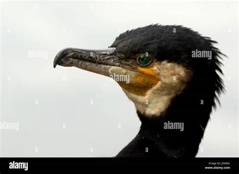 Bird Hunter Portrait Birds Animal Portrait Eyes Cormorant Beak Tele