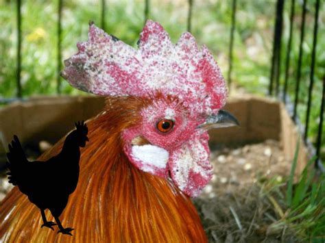 Fungal Infections Found In Poultry Archives - Large Chicken Coops