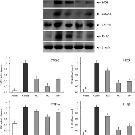 Effects Of Rs On Mrna Expression Levels Of Inos Cox 2 Tnf α And