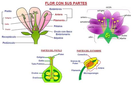 Flor Con Sus Partes Y Funciones Aprende Facil