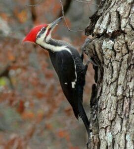 The Pileated Woodpecker: All you need to know in pictures and sounds ...