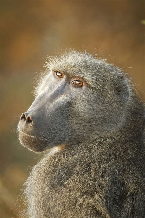 Chacma Baboon By Russell Hunter Photo 113787531 500px Baboon