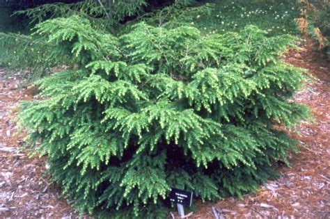 Conifers Made For The Shade Laidback Gardener Shade Plants Conifers Garden Landscaping Plants