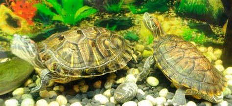 Best Plants For Turtle Tank - Options For Your Enclosure