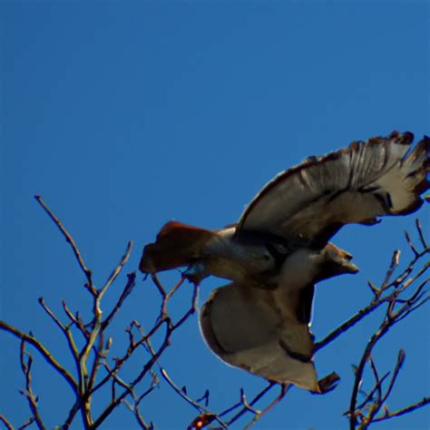 The Species Of Hawks Found In Maine Nature Blog Network