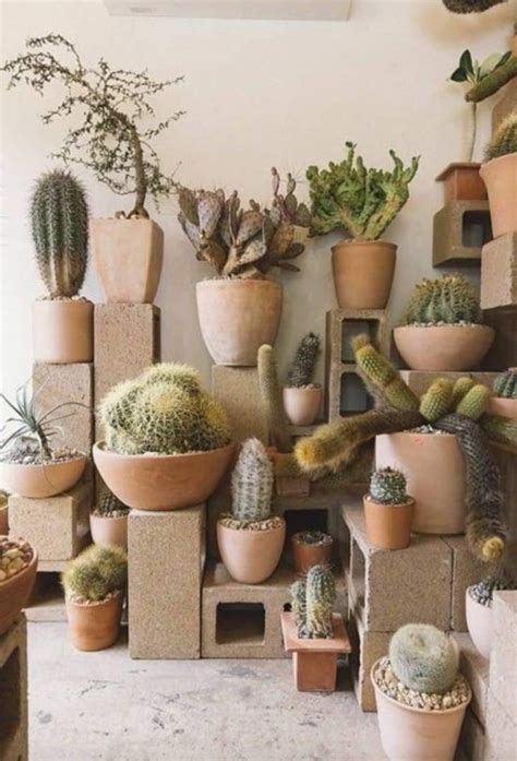 Ideas para decorar con cactus y suculentas porqué usar cactus Arkihome