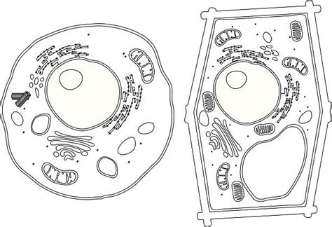 Plant Cell Structure Stock Photos Pictures And Royalty Free Images Istock