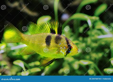 Freshwater Fish Ramirez`s Dwarf Cichlid In Natural Design Amano Style