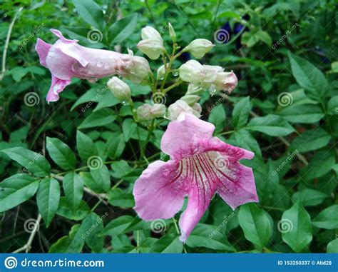 Flores Rosadas Con Las Hojas Verdes Imagen De Archivo Imagen De