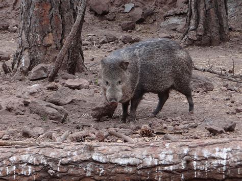 Arizona Javelina Photograph By Jamie Ramirez