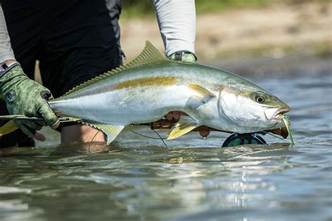 Golden Bay Kingfish Flylife Magazine