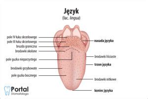 Język Portal Stomatologa