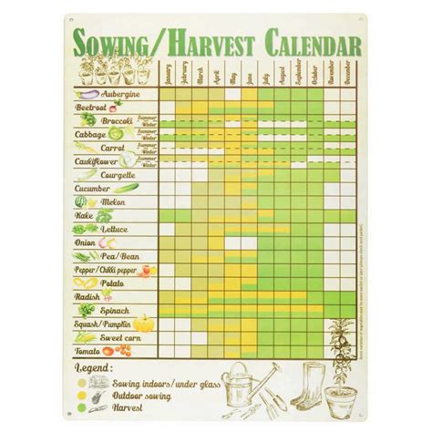 Calendario Semina Zucchine Guida Completa Per Una Coltivazione Di