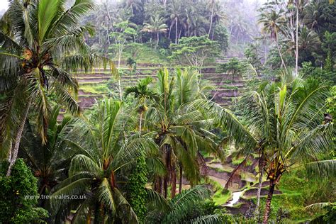 Wallpaper Trees Landscape Grass Plants Hills Nikon Jungle Bali