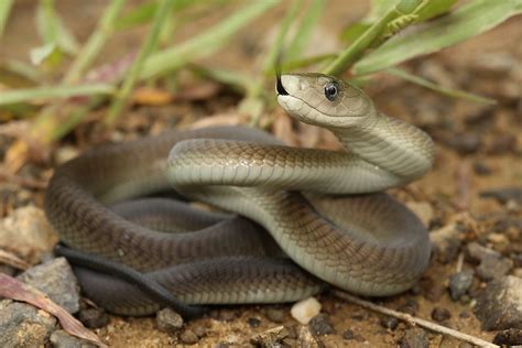 Inland Taipan Vs Black Mamba: Who Is More Deadly? - WorldAtlas