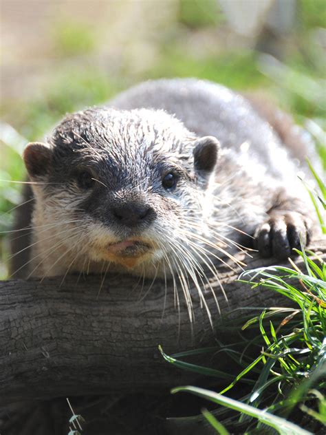 adopt  otter  gift shop  otters  butterflies