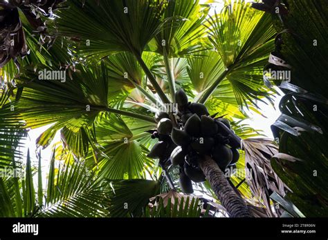 Coco De Mer Fruits Lodoicea Palm Tree Vallee De Mai Praslin