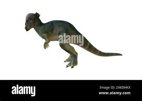 D Rendering Pachycephalosaurus Known For Its Dome Shaped Skull The