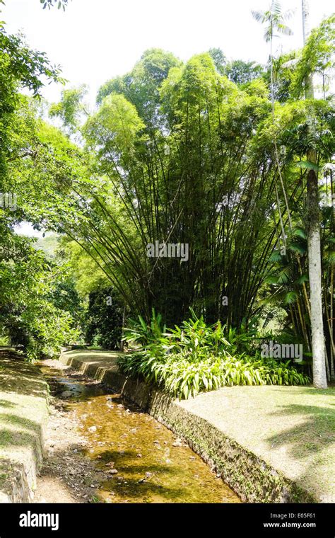 rio de janeiro botanical garden jardim botanico bamboo brazil stock