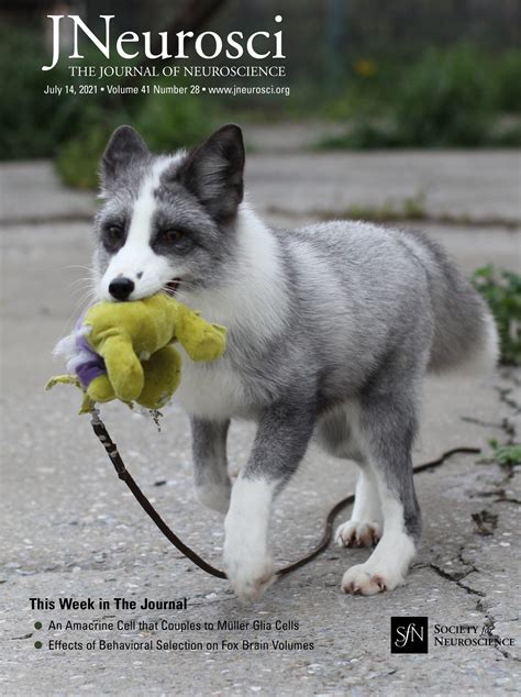 Decoding Dog Stroke Vs Seizure: Understanding the Key Differences - Dog