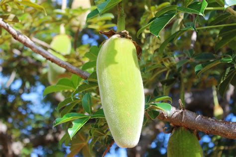 Baobab Fruit The Top 6 Health Benefits Your Super Eu