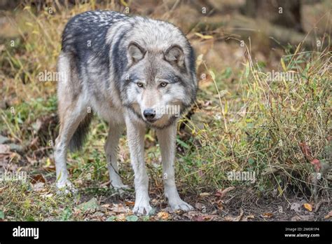 Lose Up Of Beautiful Gray Wolf Canis Lupus Standing In Woodlands